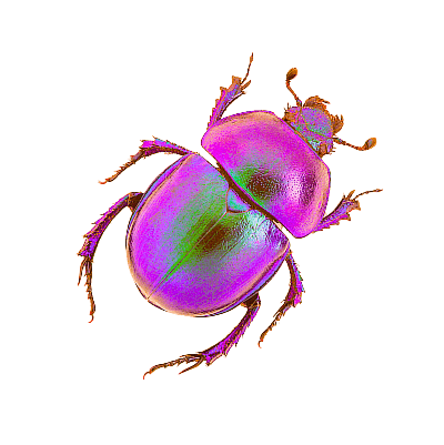 insect icon